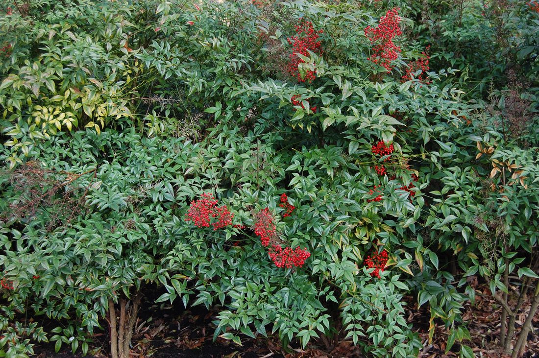 Nandina domestica
