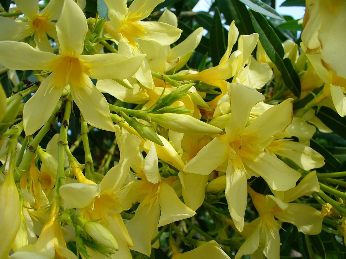 Nerium oleander