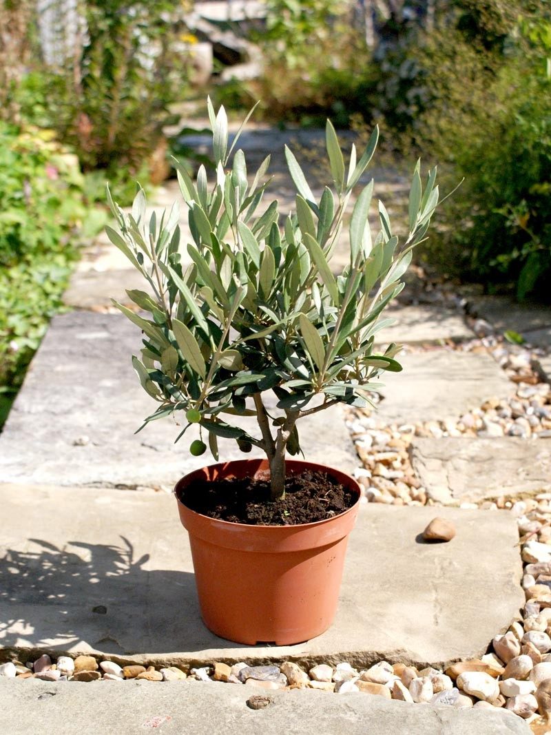 Olea europea