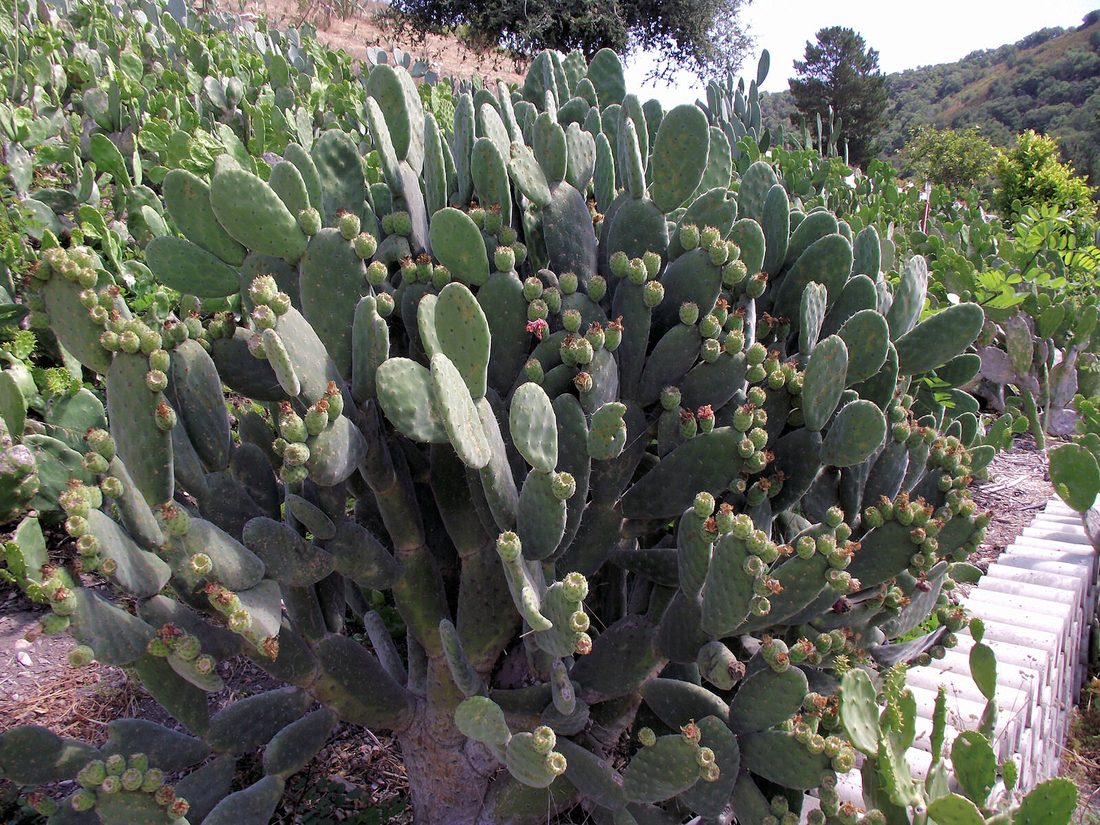 Opuntia ficus indica ( fico d'india )