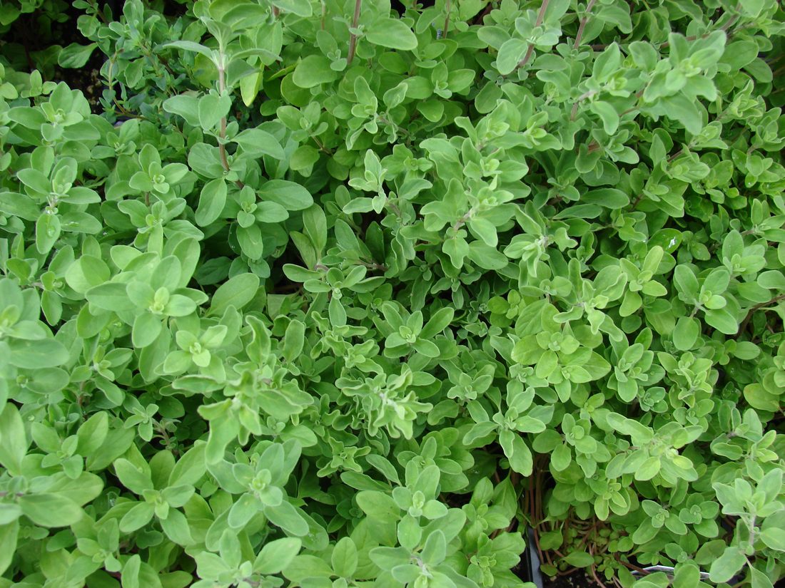 Origanum majorana ( maggiorana )