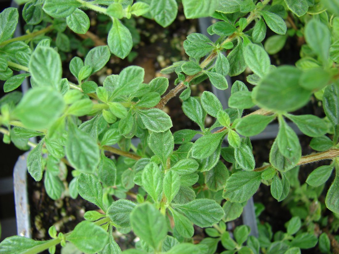 Origanum vulgare ( origano )