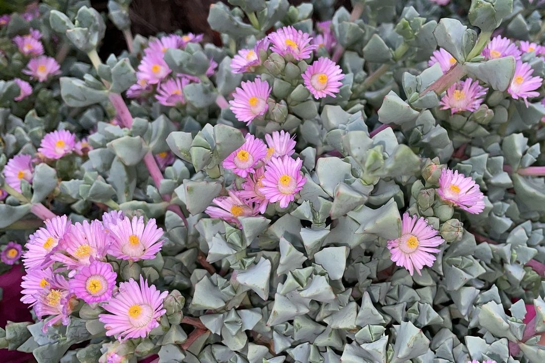 Oscularia deltoidea