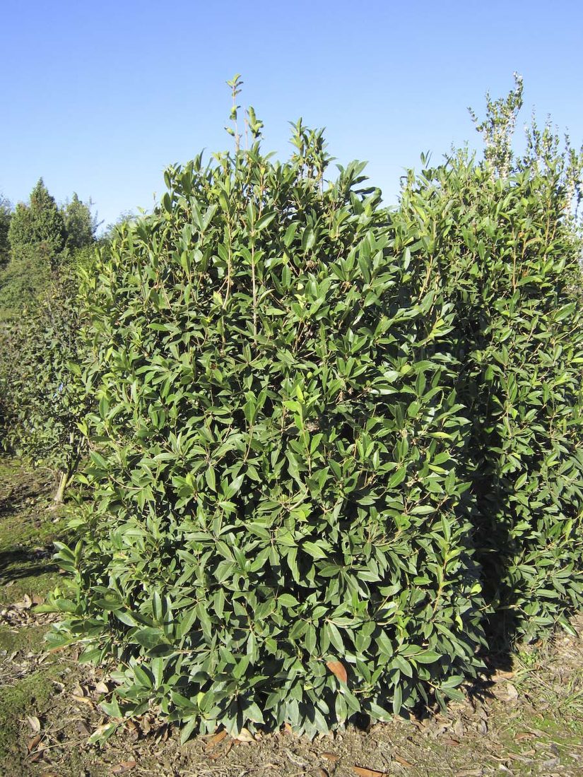 Osmanthus armatus