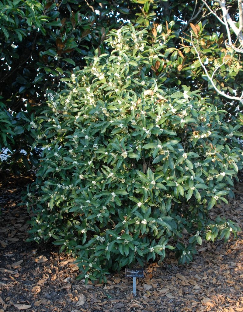 Osmanthus fragans ( olea fragans )