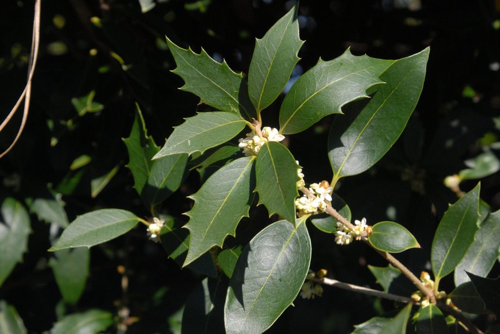 Osmanthus heterophyllus ( ilicifolia )
