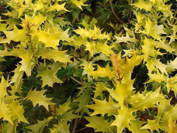 Osmanthus heterophyllus aurea