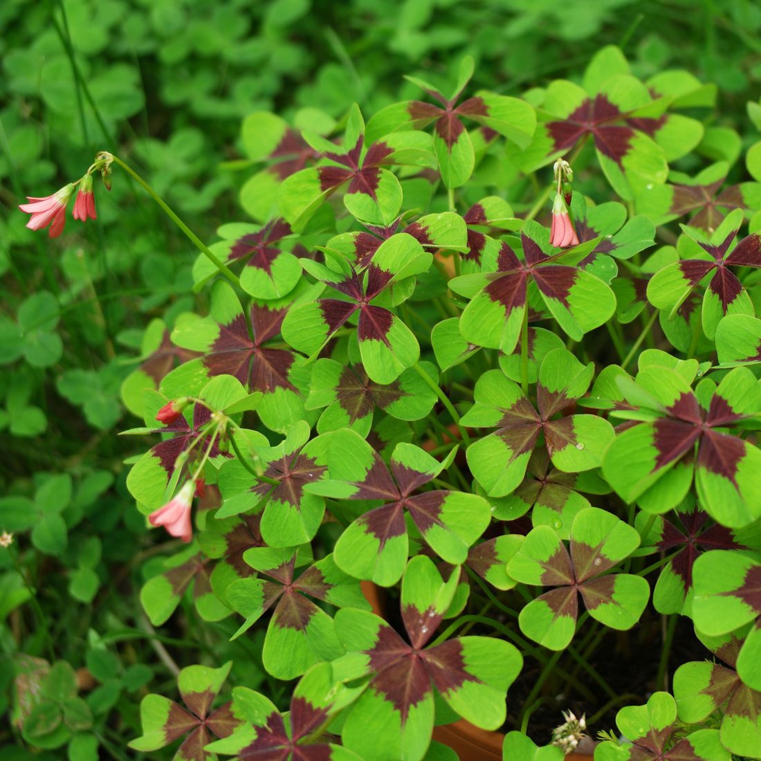 Oxalis tetraphylla