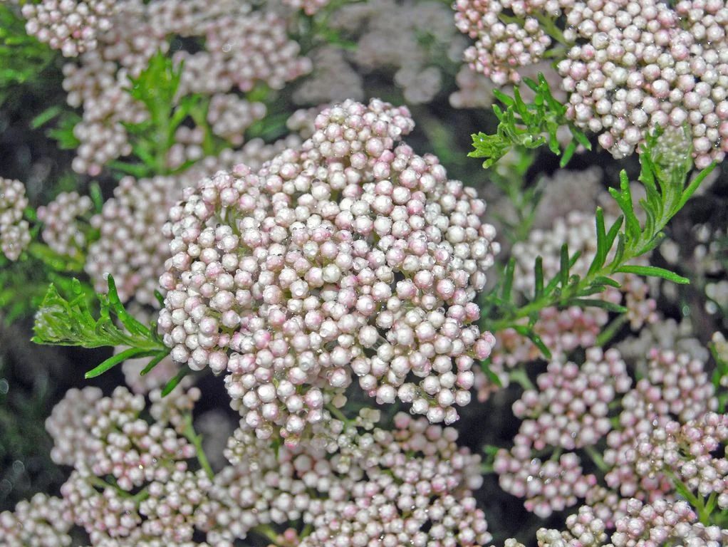 Ozothamnus rosmarinifolia