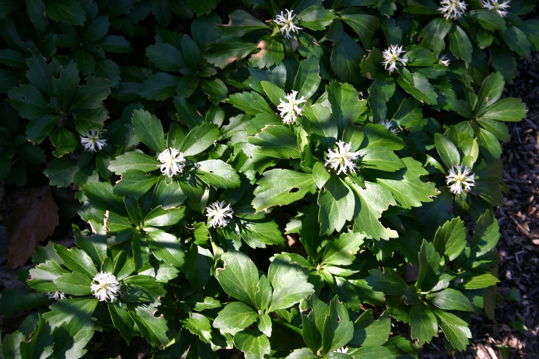 Pachysandra terminalis