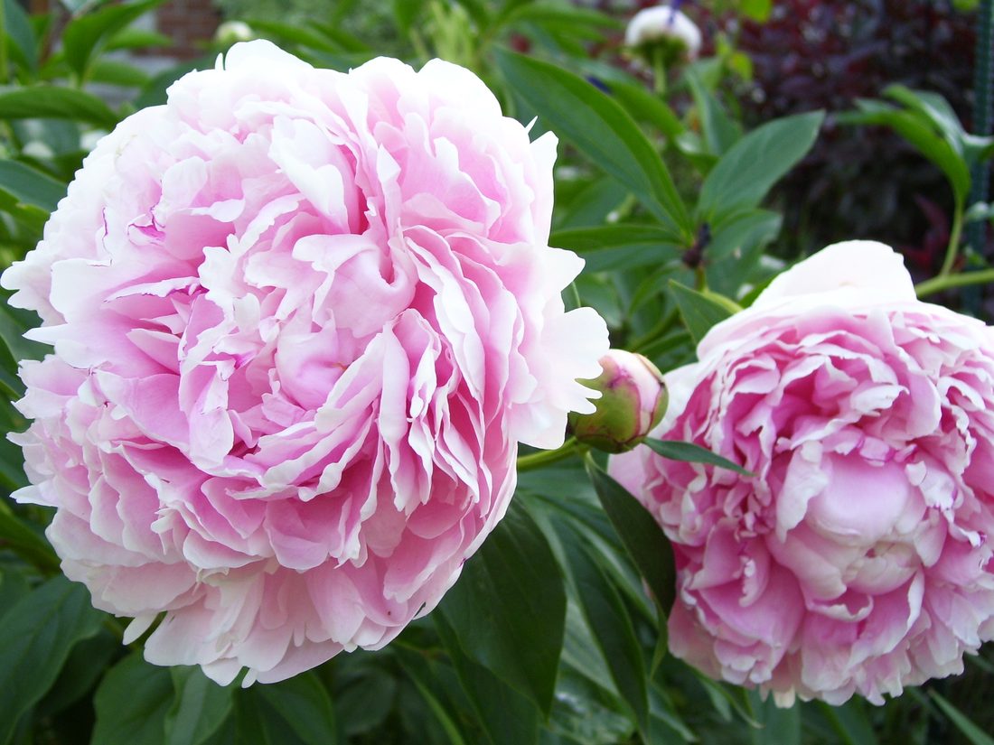 Paeonia lactiflora ( bulbosa )