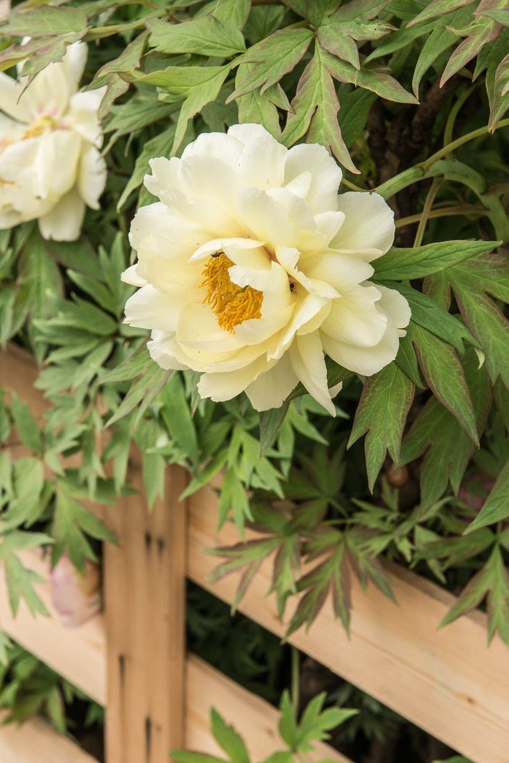 Paeonia suffriticosa ( arborea )