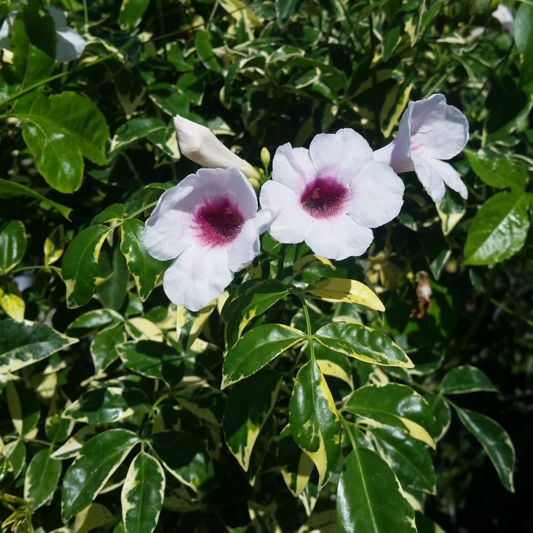 Pandorea variegata