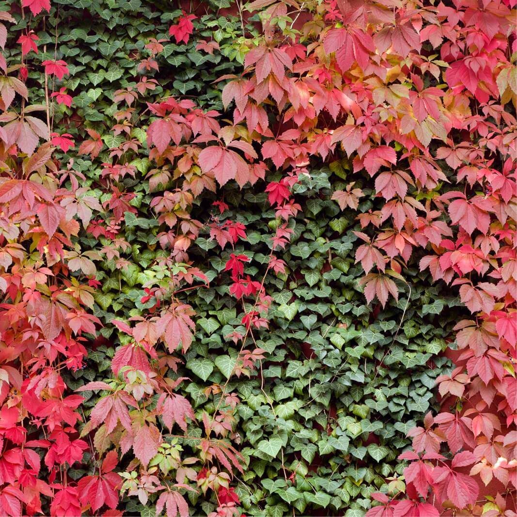 Parthenocissus quinquefolia  (ampelopsis )