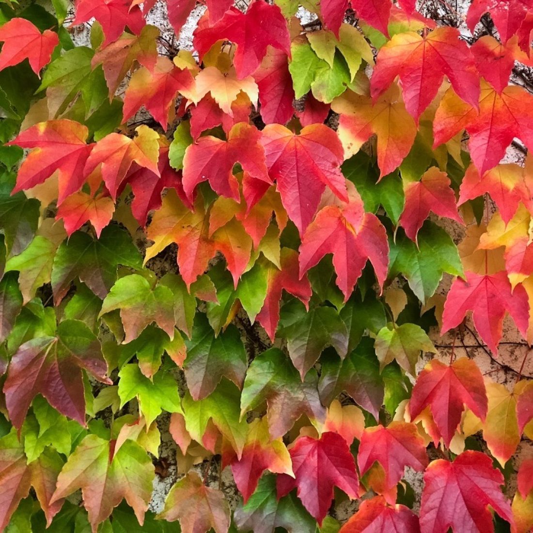 Parthenocissus wetchii ( ampelopsis )