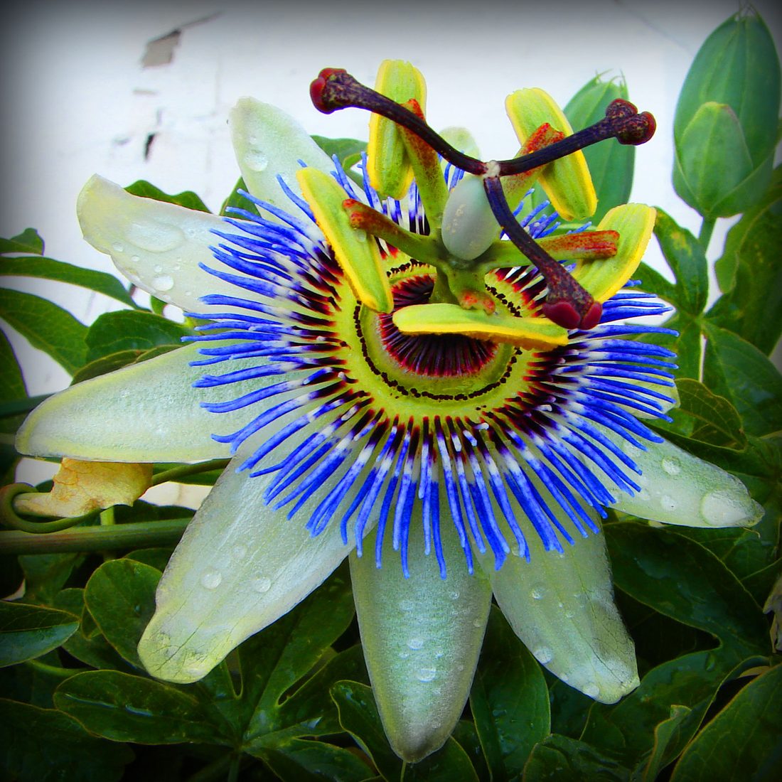 Passiflora coerulea