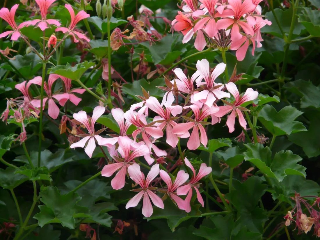 Pelargonium edera