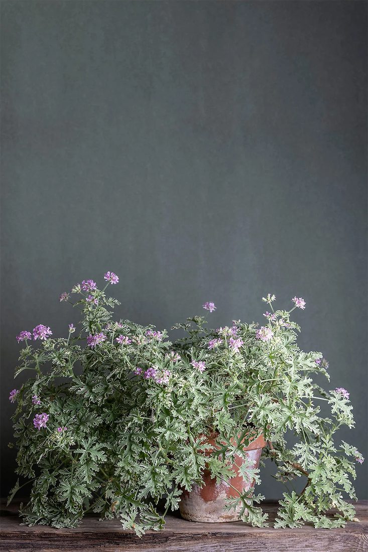 Pelargonium hibridi profumati