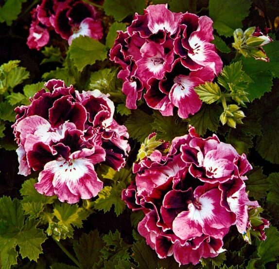 Pelargonium macranthum