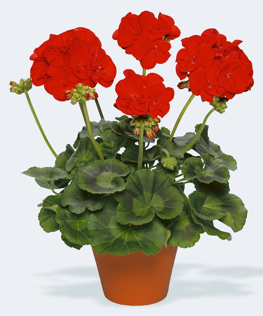 Pelargonium zonale