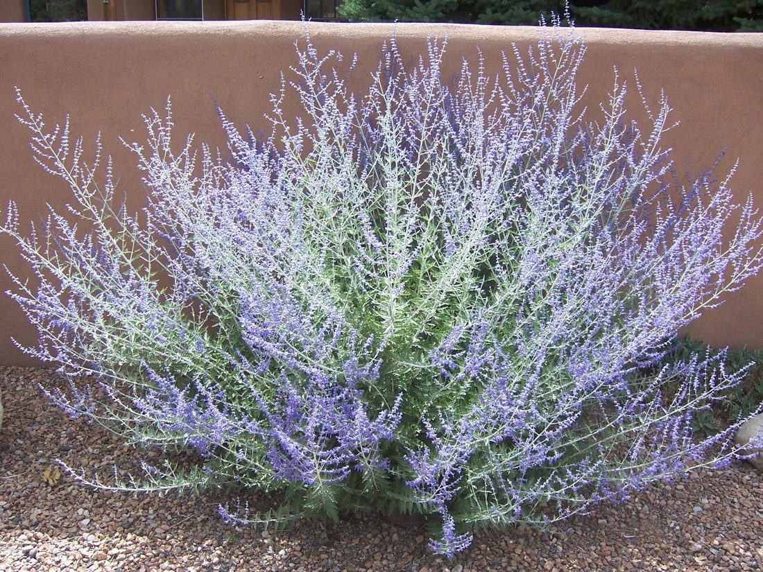 Perovskia atriplicifolia