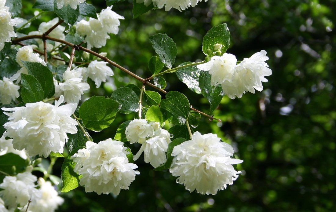 Philadelphus virginalis