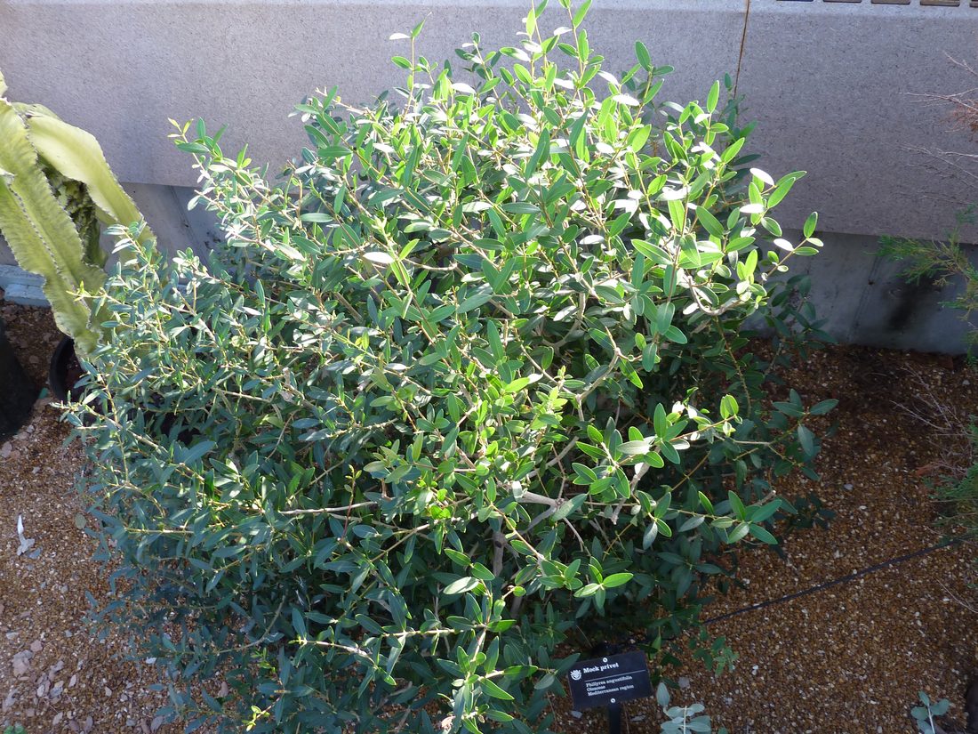 Phillyrea angustifolia