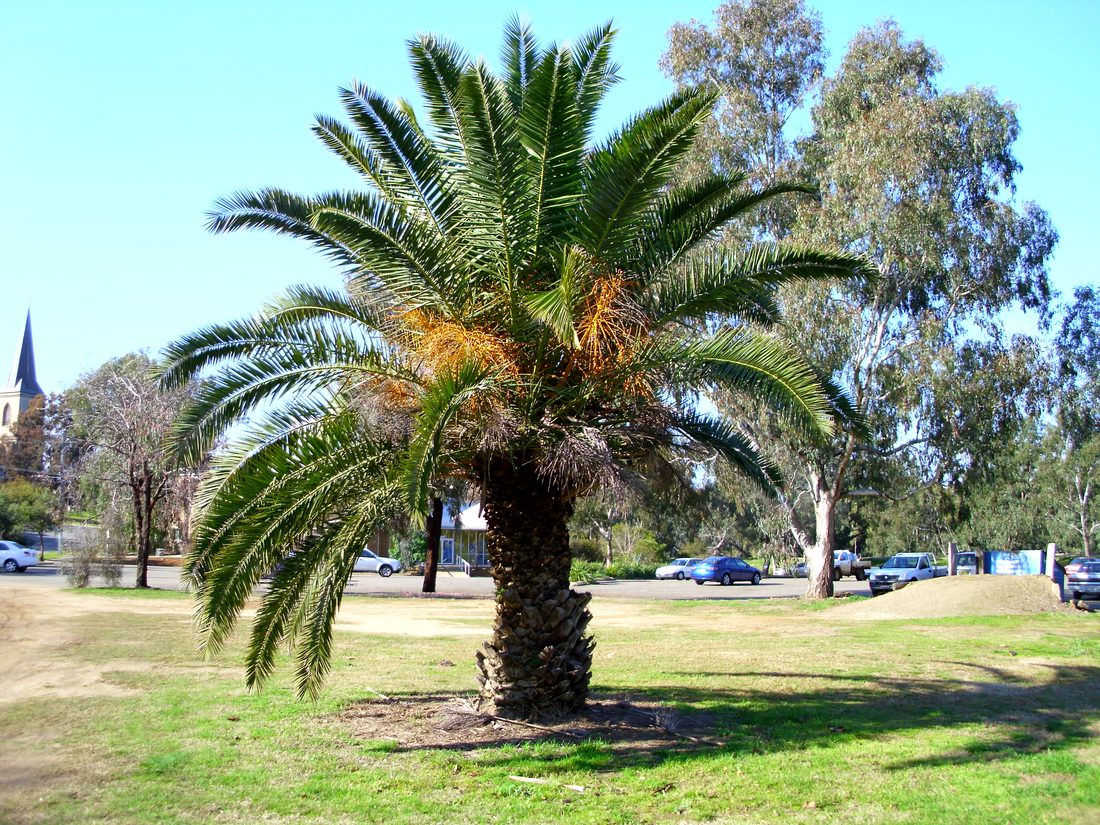 Phoenix canariensis