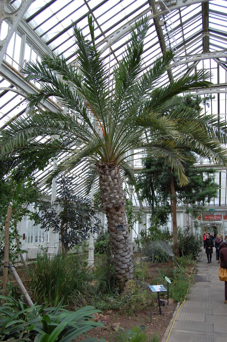 Phoenix dactylifera