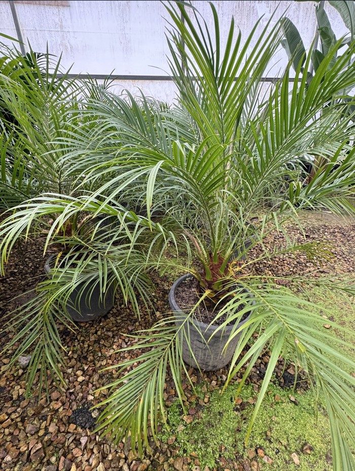 Phoenix roebelenii