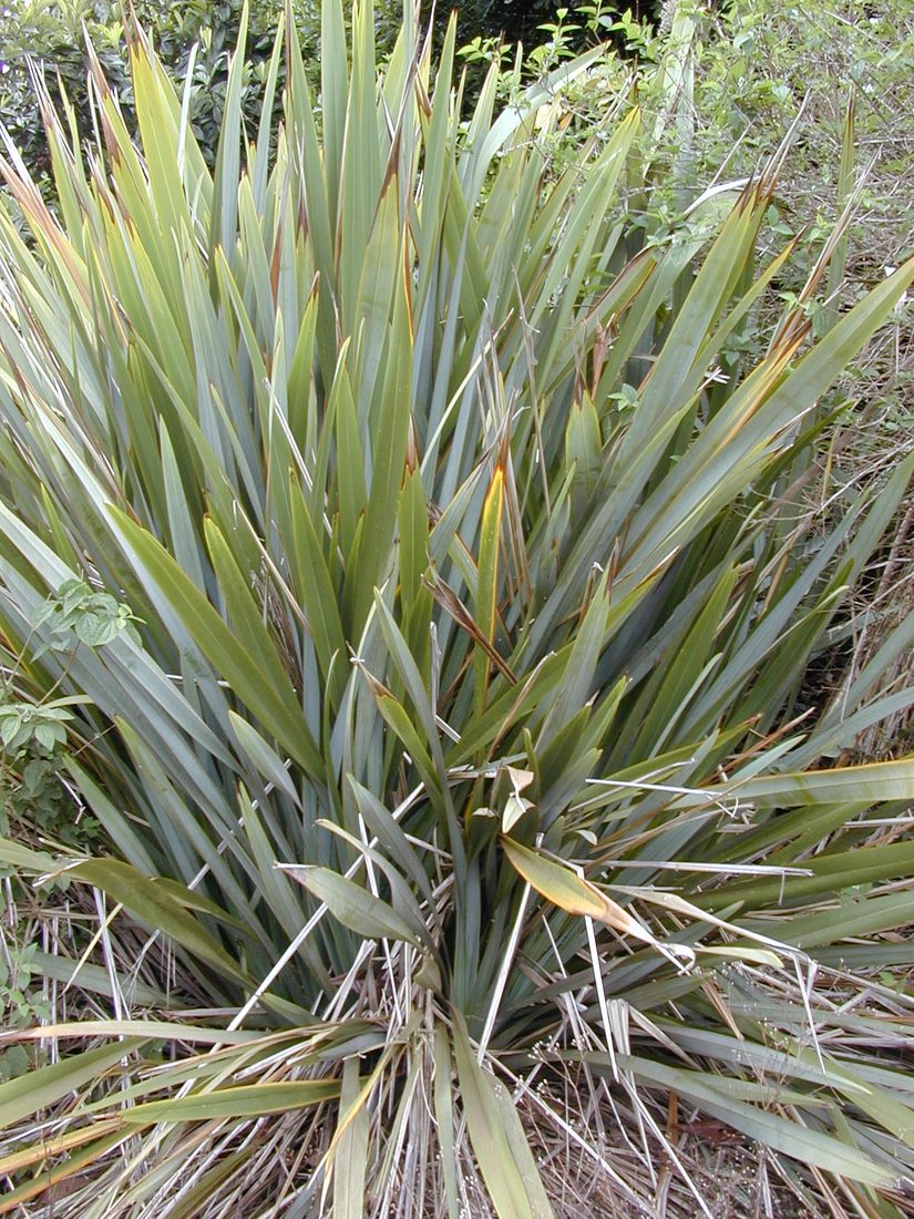 Phormium tenax