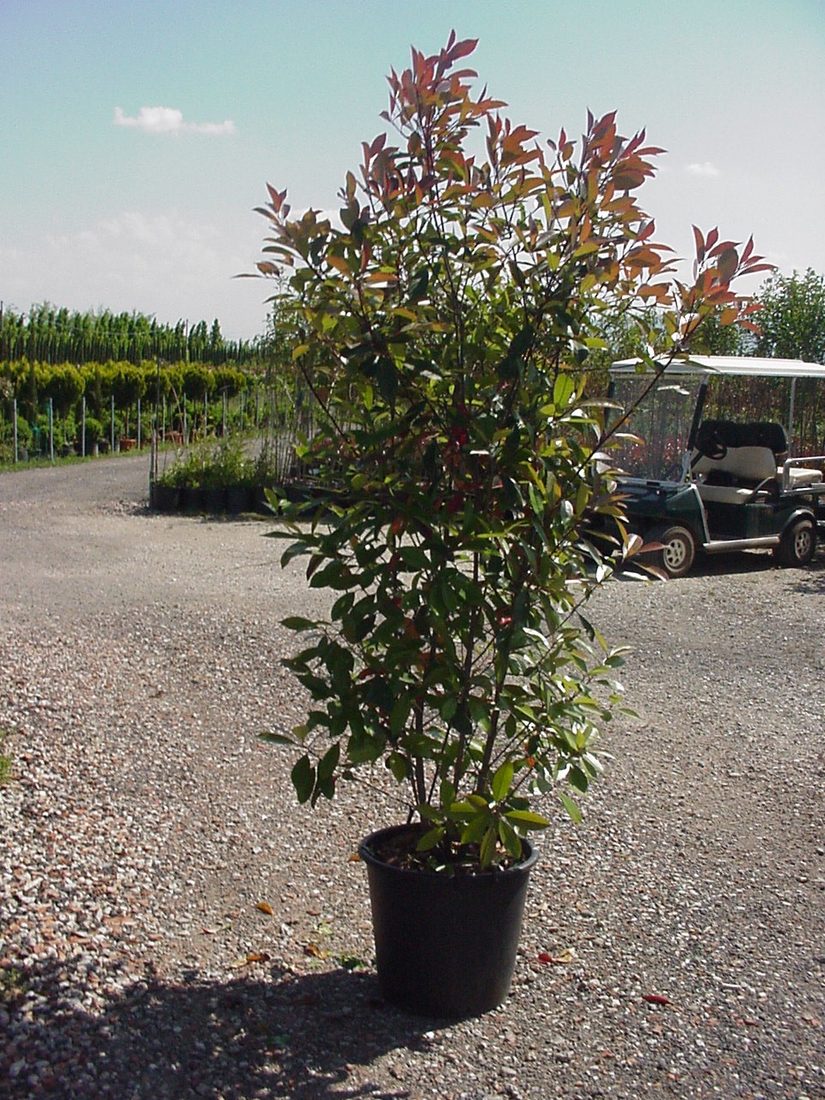 Photinia fraseri red robin