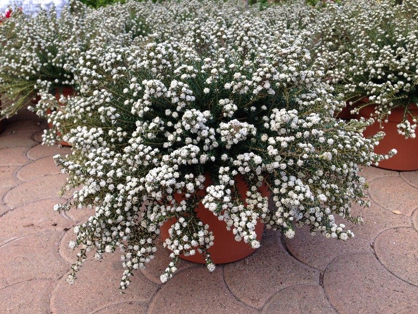 Phylica ericoides