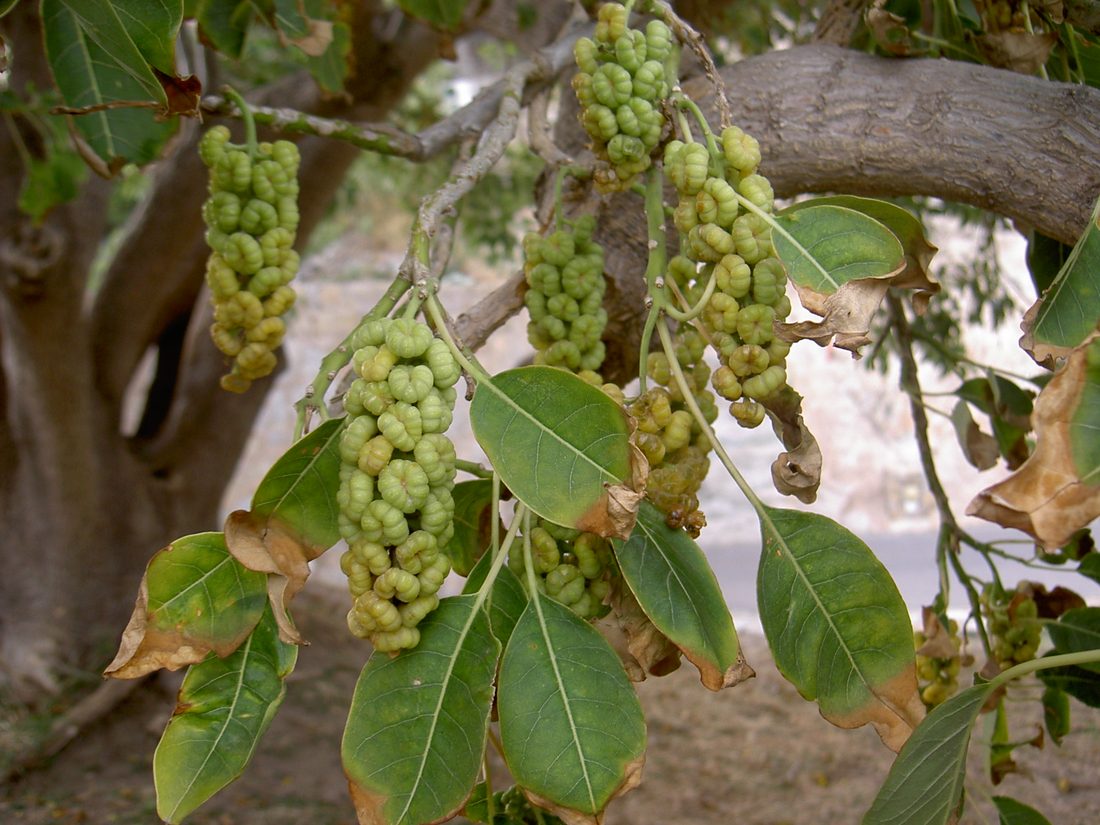 Phytolacca dioica