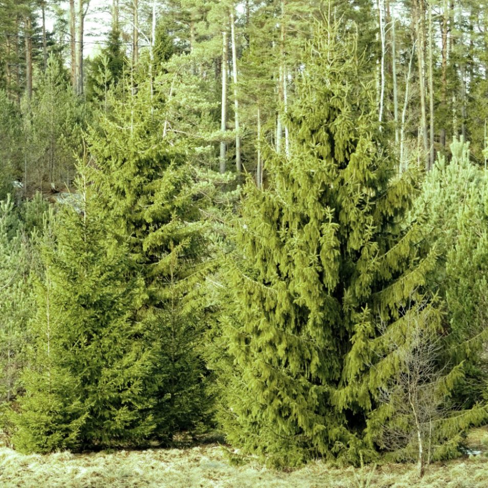 Picea excelsa (abete rosso)