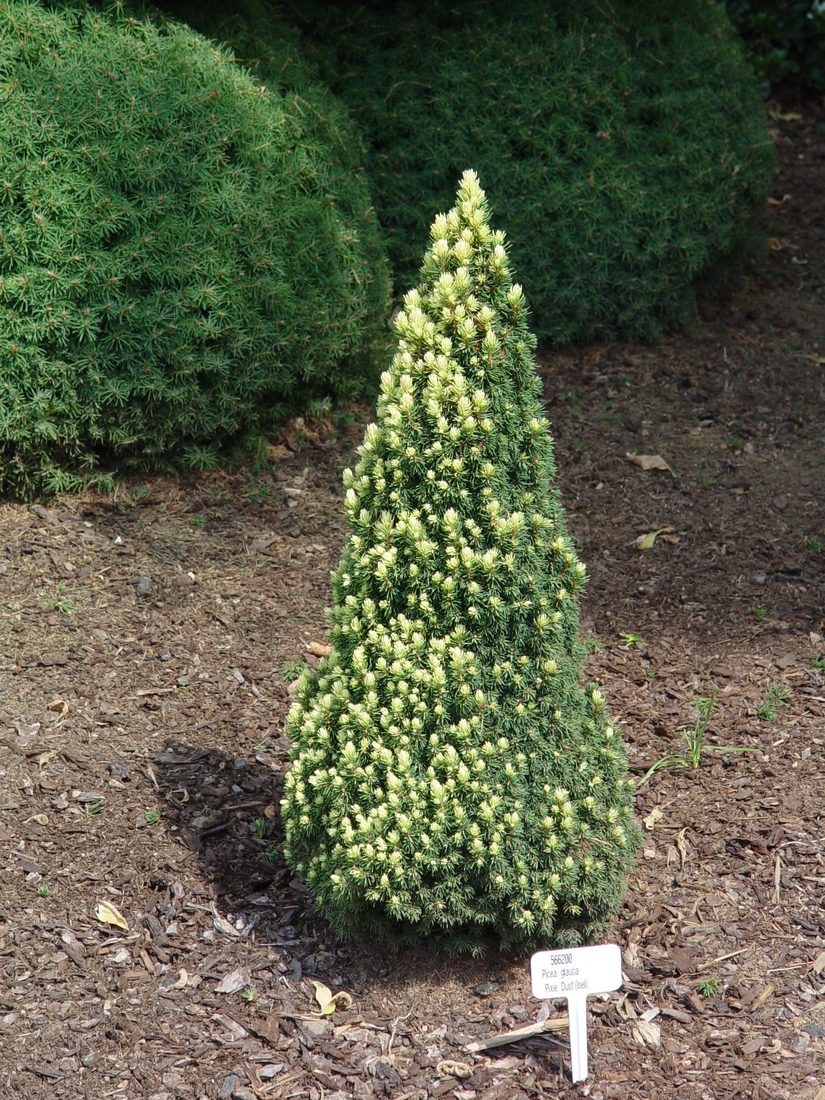 Picea glauca albertiana conica