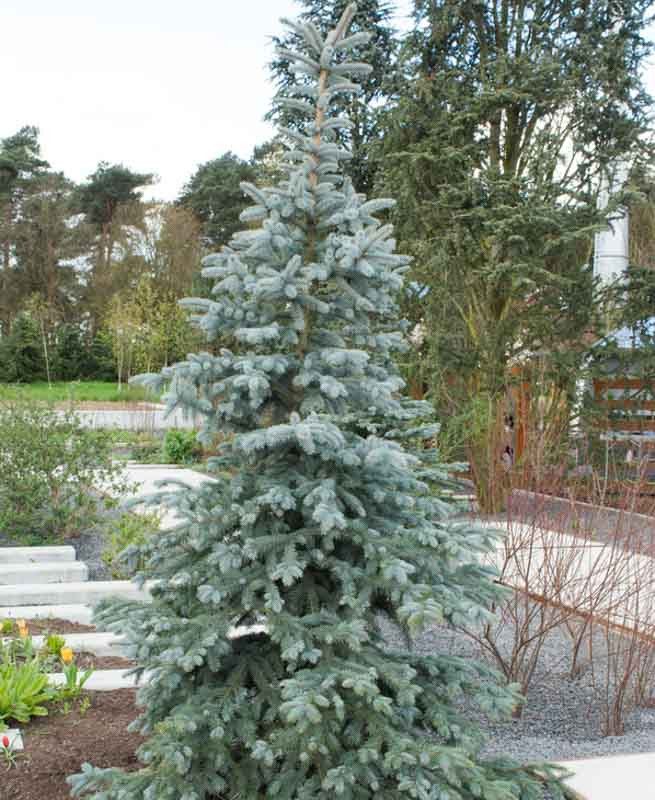 Picea pungens koster (abete kosteriana)