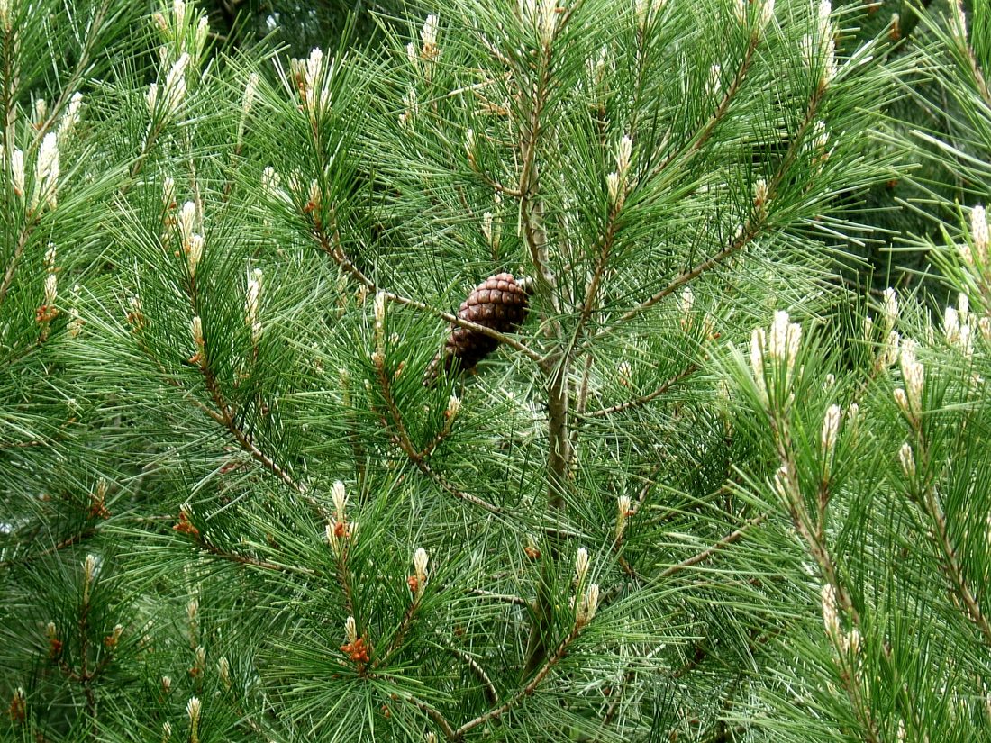 Pinus halepensis