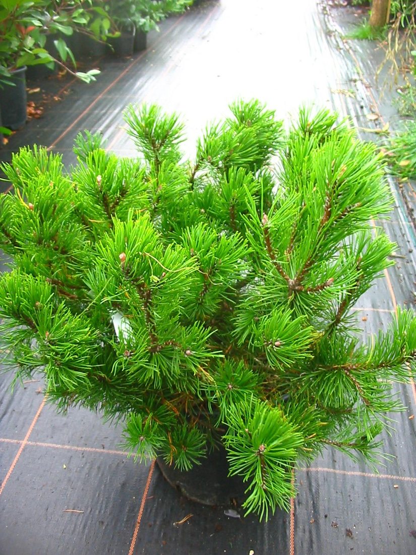 Pinus mugo