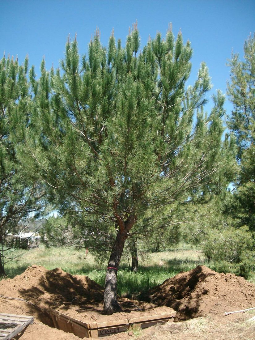 Pinus pinea