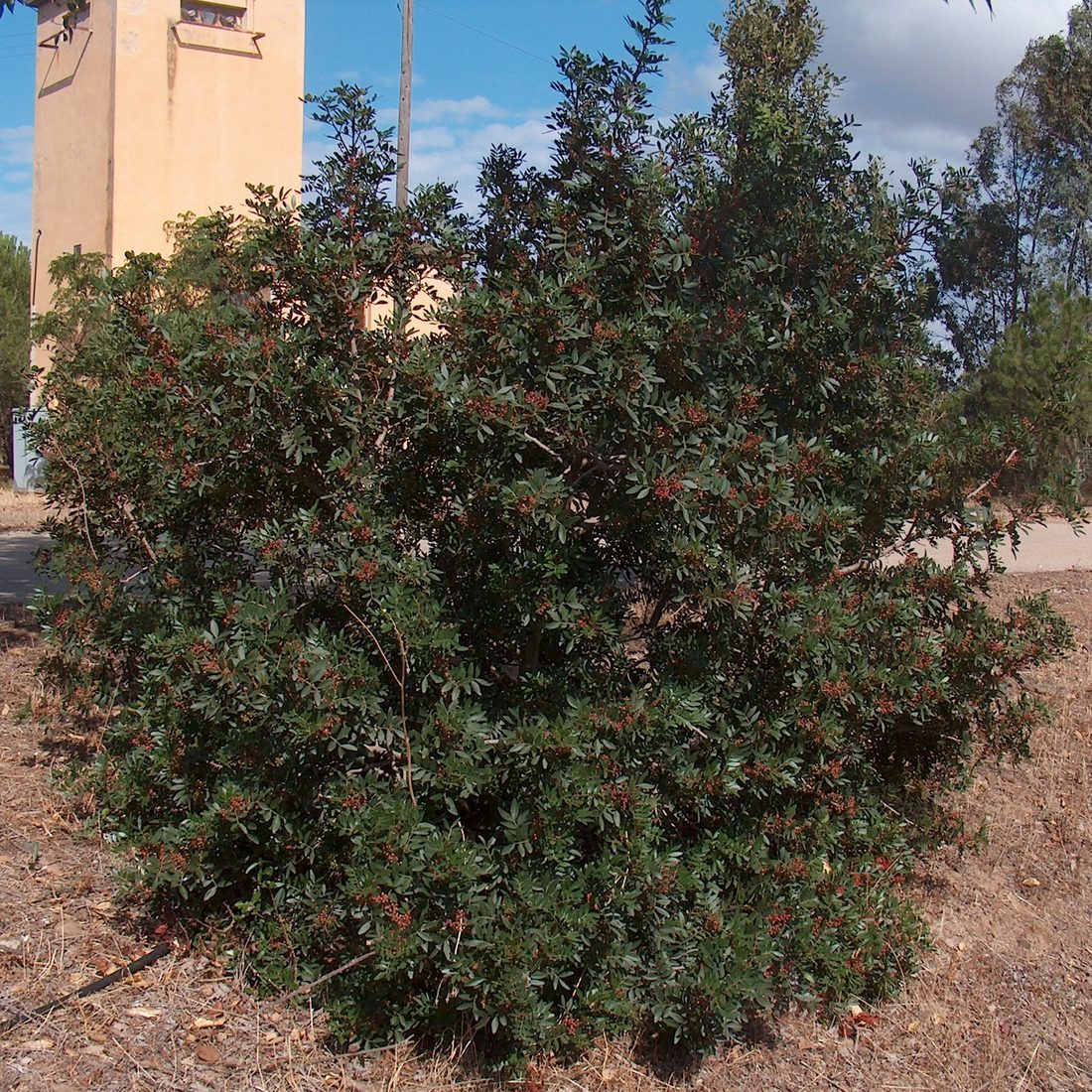 Pistacia lentiscus