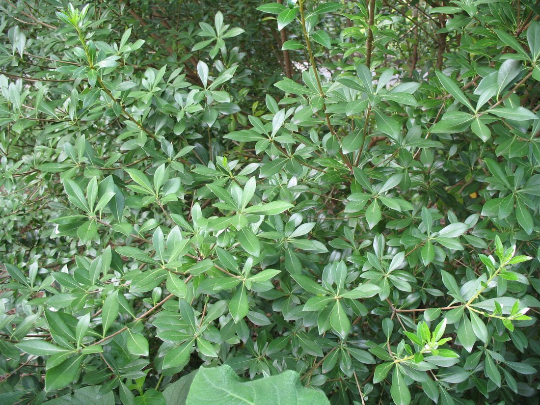 Pitosporum heterophyllum variegato