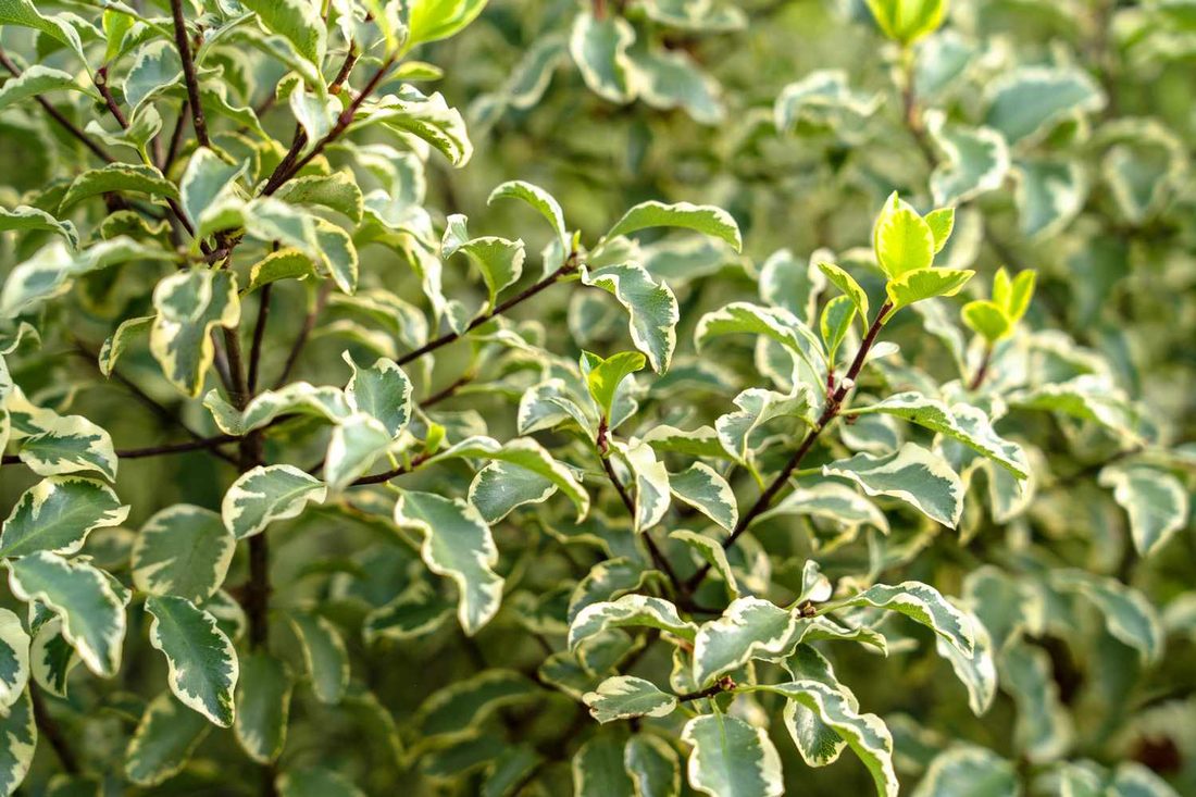 Pitosporum tenuifolium
