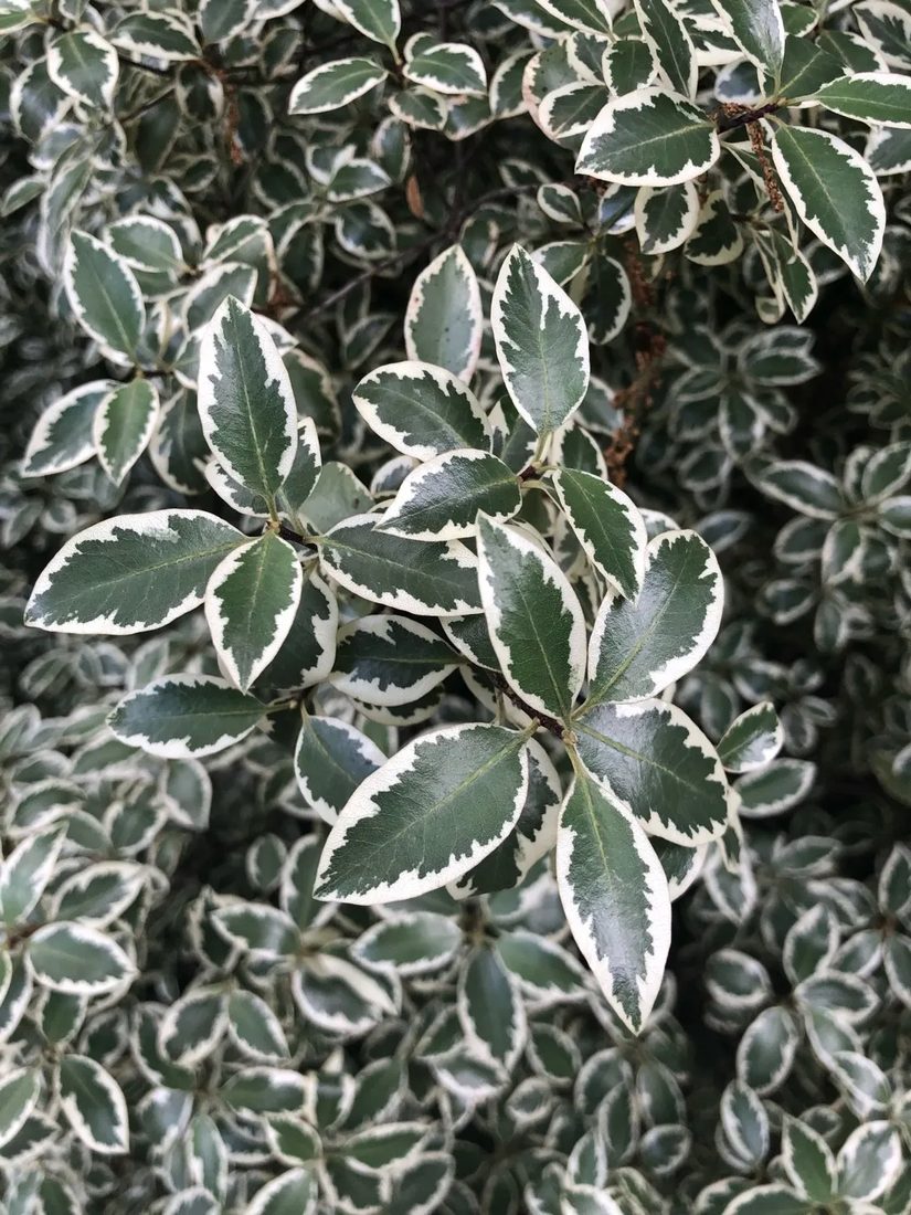 Pitosporum tenuifolium garnettii