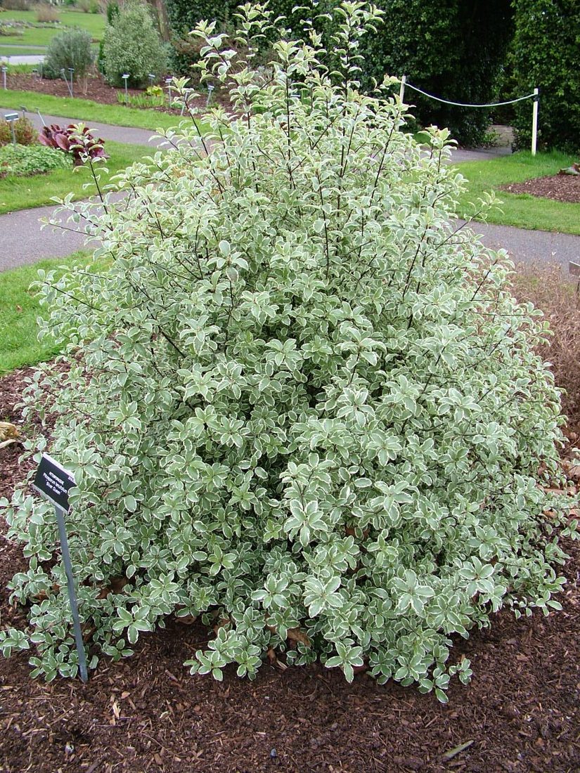Pitosporum tenuifolium silver queen