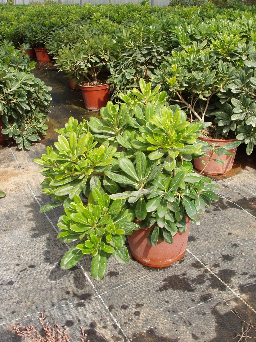 Pitosporum tobira