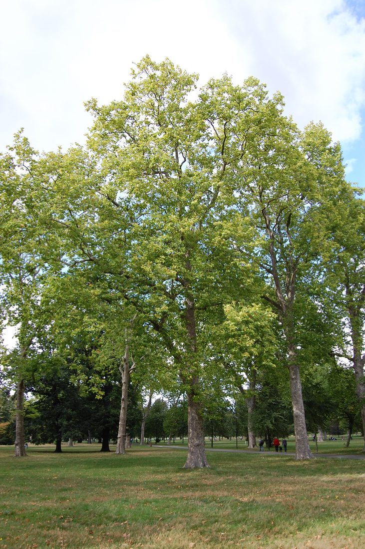Platanus acerifolia