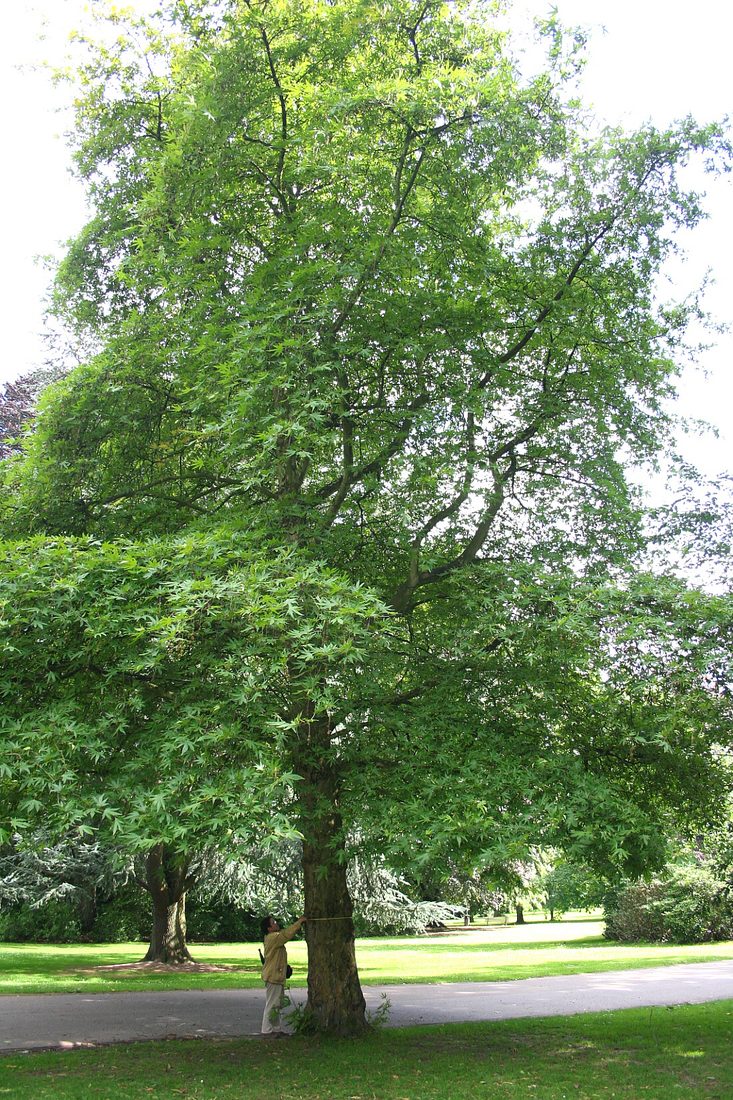 Platanus orientalis
