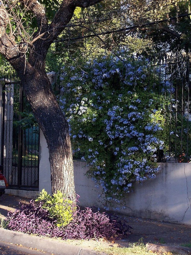 Plumbago capensis blu