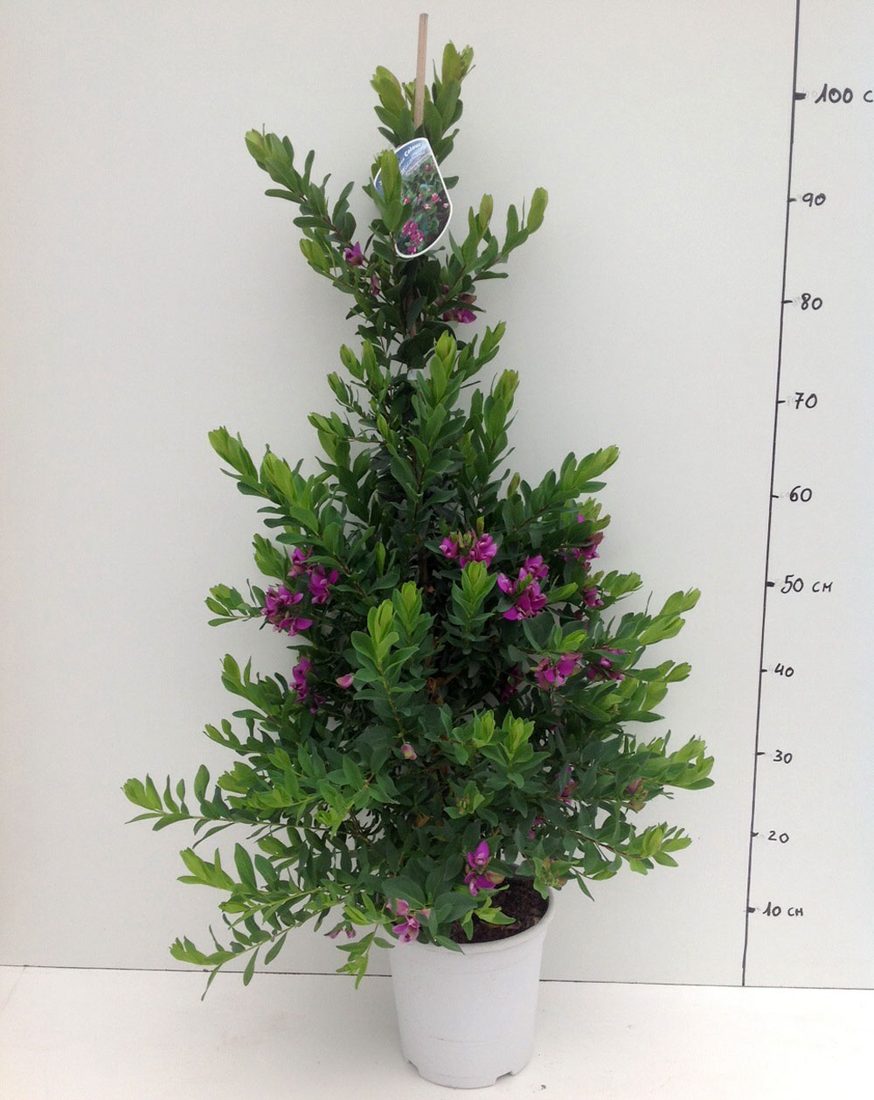 Polygala myrtifolia